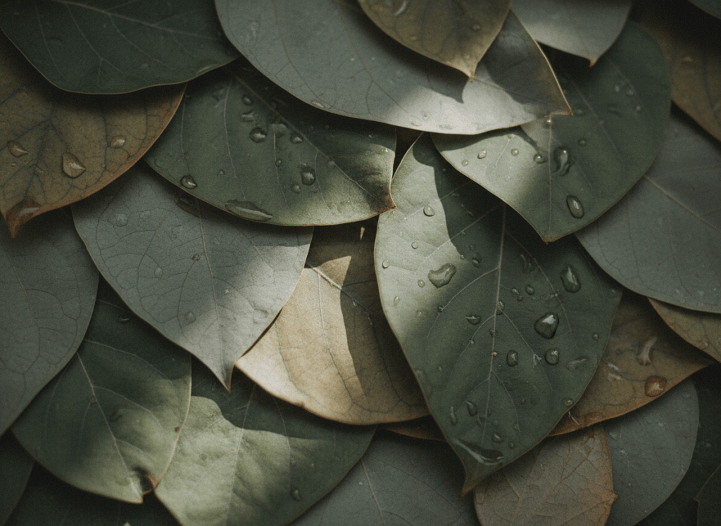 Abstract natural texture of overlapping leaves and light patterns, layered depth, muted forest greens and warm grays, contemplative and quiet, editorial photographic style